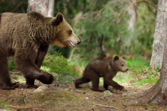 Canal Sud : Quel Bilan de la Réintroduction des Ours en Ariège ? rencontre avec l'association FERUS